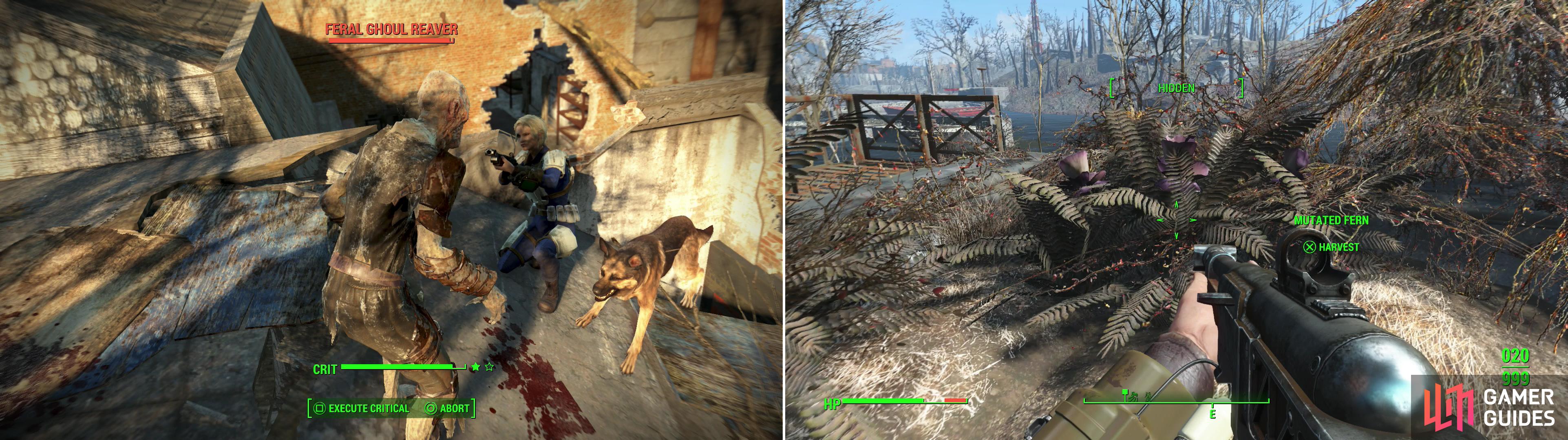 In the swampy ruins of Forest Grove Marsh, many Feral Ghouls prowl, waiting to feast on unwary intruders (left). Be sure to pick a Mutated Fern while you’re here, as it’ll come in handy later (right).