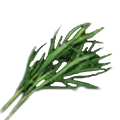 Tarragon_Harvesting_Gathering_New_World.png