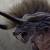 "Rogue Behemoth" icon