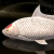 "Sunny Lucian Carp" icon