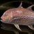 "Crimson Trevally" icon